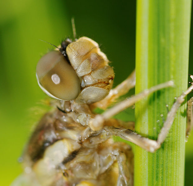 File:2012-06-14 15-00-27-anisoptera.jpg