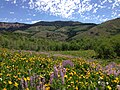 2013-06-28 10 31 46 Wildflowers along Elko County Route 748 (Charleston-Jarbidge Road) near Seventysix Creek in Copper Basin in Nevada.jpg