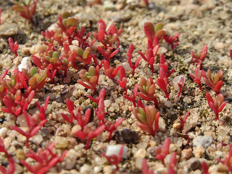 File:20150606Portulaca oleracea1.jpg