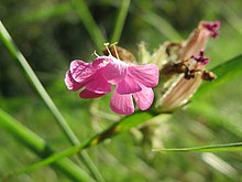 Silene dioica male flowers (etamins) with anthers 20160831Silene dioica2.jpg