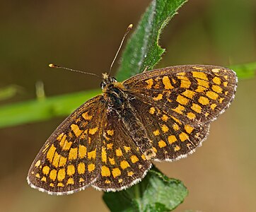 Assmann's fritillary - Melitaea britomartis, male