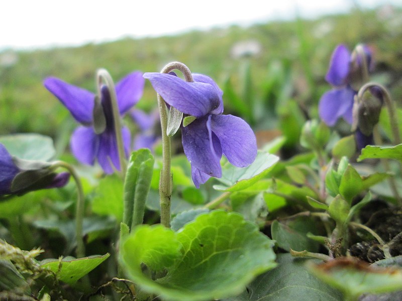 File:20180329Viola odorata2.jpg