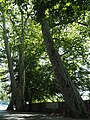 three plane trees, flutter elm