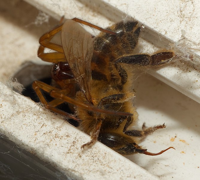 File:2022-08-06 08-11-12 bee-spider.jpg