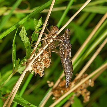 Two empty exuviae of Aeshna Cyanea