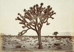 50. Paper tree, Mohave Desert, California.jpg