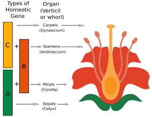 Fleur: Structure, Développement, La fleur dans le cycle de la plante