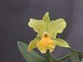 A and B Larsen orchids - Brassolaeliocattleya Nuance Elegie DSCN0733.JPG