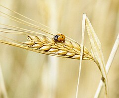 A lady beetle perches on barley.JPG