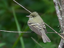 Acadian Flycatcher Fall Out 2 Sabine Woods TX 2018-04-09 14-00-14 (26637940077).jpg