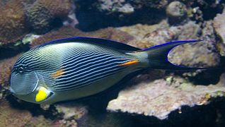 Acanthurus sohal 2.jpg