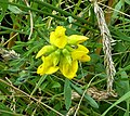 Lathyrus pratensis, not Lotus corniculatus