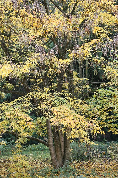 Acer_henryi