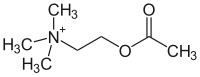 Struttura dell'acetilcolina