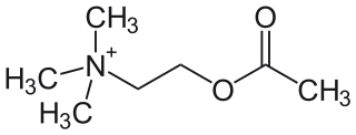 Acetylcholin (ACh) ist einer d