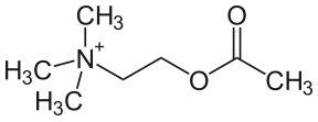 Acetylcholin2.svg