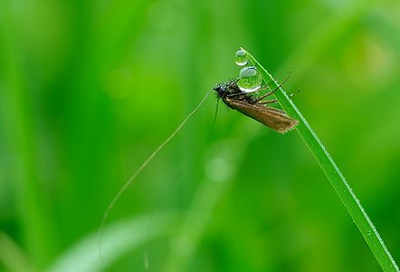 Adela reaumurella (Green Longhorn)