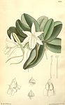 Aerangis fastuosa (as Angraecum fastuosum) - Curtis' 117 (Ser. 3 no. 47) pl. 7204 (1891).jpg