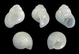 Afriscrobs quantilla, shell