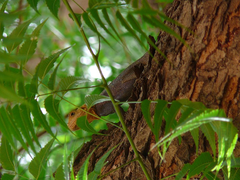 File:Agama agama 0031.jpg