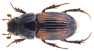 <i>Aganocrossus amoenus</i> Species of beetle