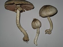 Agaricus placomyces.jpg