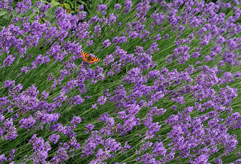 File:Aglais urticae 06.jpg