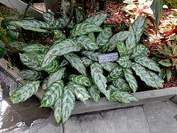 Aglaonema marantifolium - United States Botanic Garden - DSC09589.JPG