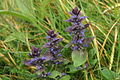 Ajuga pyramidalis PID1634-1.jpg