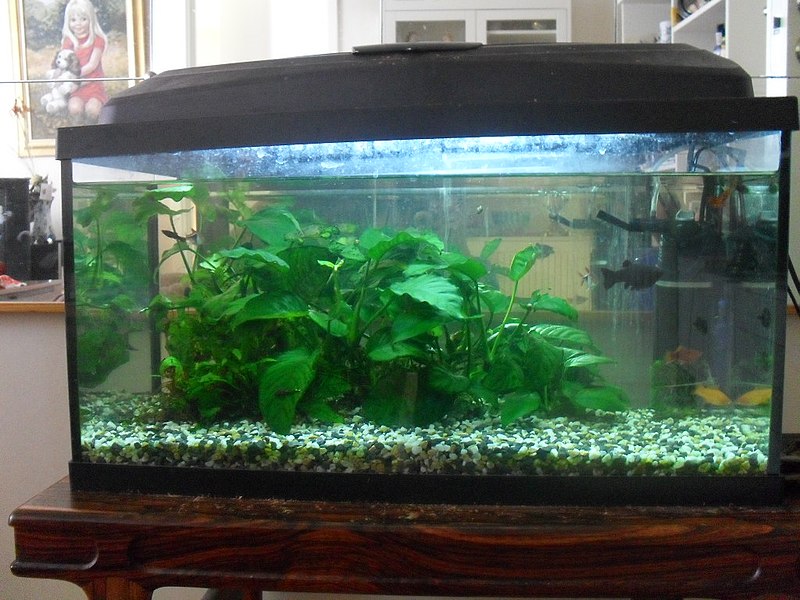 File:Akvarium.jpg Commons