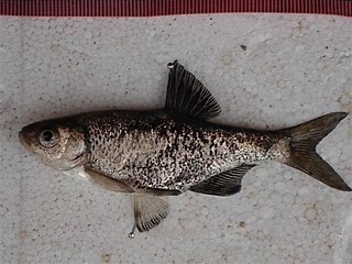 <i>Alburnus caeruleus</i> Species of fish