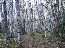 An alder glade along the Elwha River Alderglade.JPG