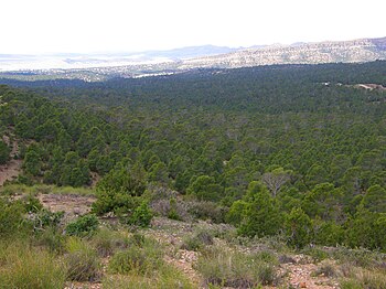 Forests in the North of Algeria.