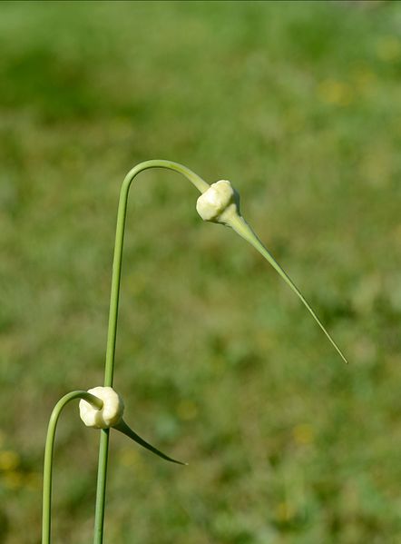 File:Allium July 2013-1.jpg