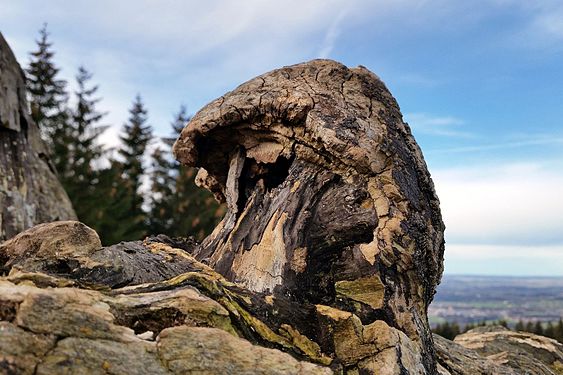 Alte Kaiserbuche in Salzburg Photograph: Michael Burgholzer