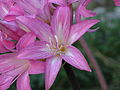 Amaryllis belladonna 04.jpg