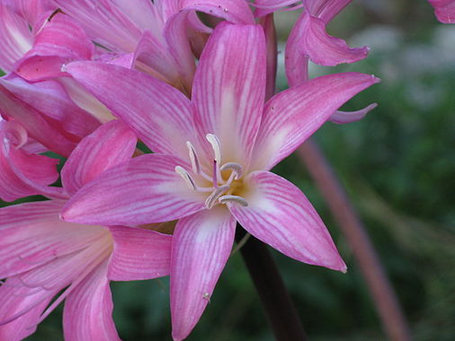 Amaryllis belladonna - Wikiwand