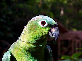 Amazona farinosa -Macaw Mountain Bird Park-8b.jpg