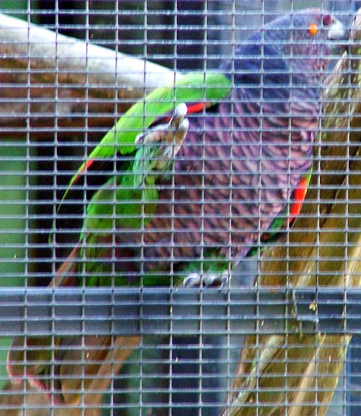 Datei:Amazona imperialis -Roseau -Dominica -aviary-6a-3c.jpg