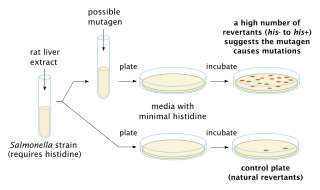 <span class="mw-page-title-main">Ames test</span> Biological testing method