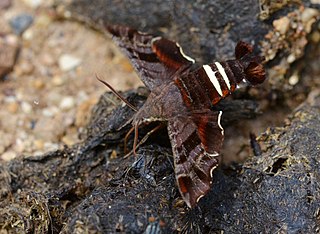 <i>Amphion floridensis</i> Species of moth