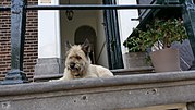 Миниатюра для Файл:Ampsterdam dog.jpg