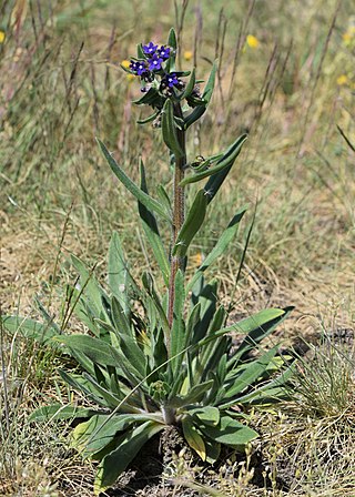 <i>Anchusa officinalis</i> Western eurasian species in the borage family