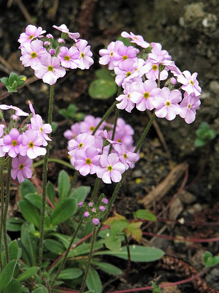 File:Androsace primuloides Naradka pierwiosnkowata 2010-05-15 02.jpg