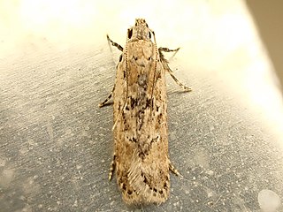 <i>Anisoplaca achyrota</i> Species of moth endemic to New Zealand