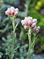 Antennaria dioica, Ukwap dwupienny, 2019-05-17