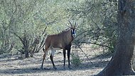 Image d'une antilope rouanne debout dans un sous-bois