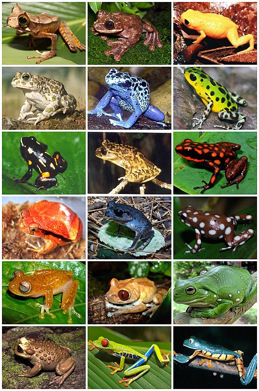 Anura Diversity