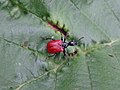 Apoderus erythropterus