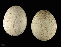 Яйца степного орла